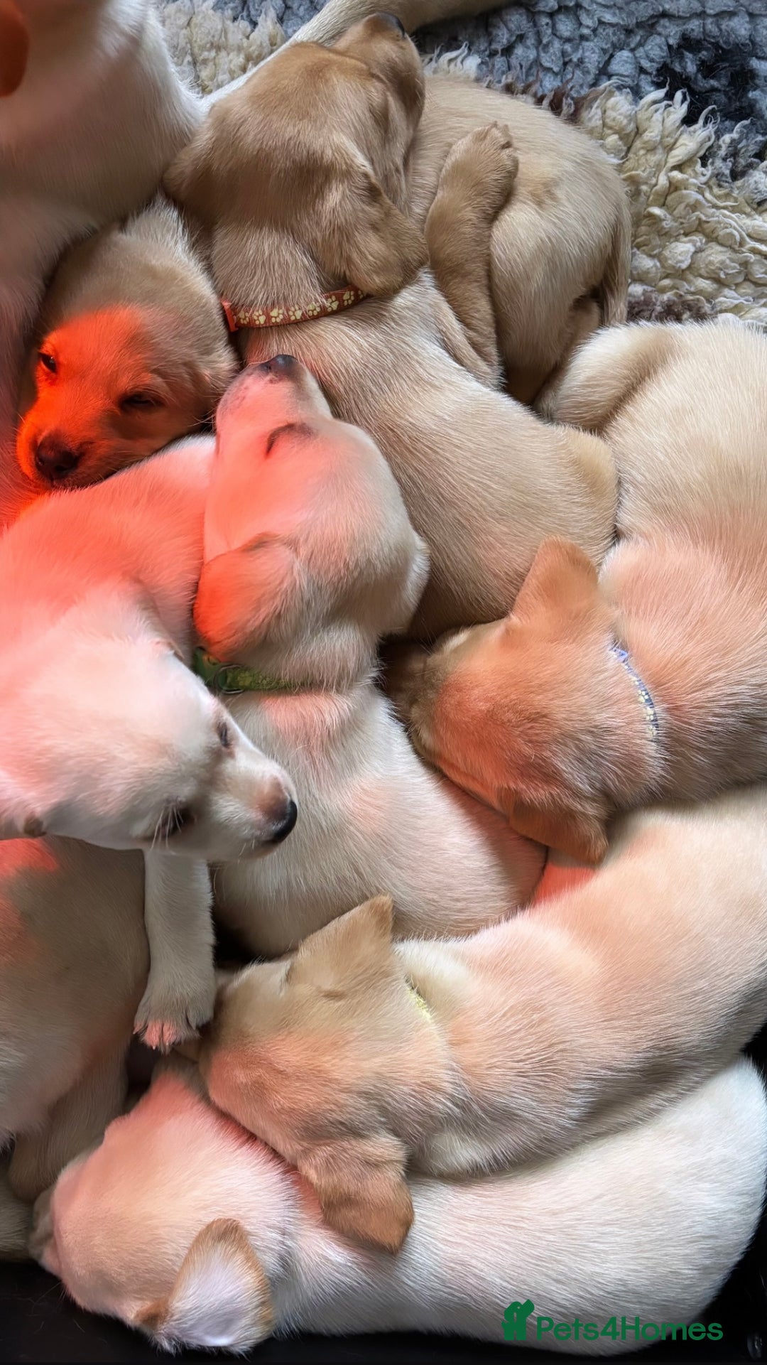 Labrador Retriever dogs for sale: Ready next week! Pretty Perfect Labrador Puppy - Advert 8