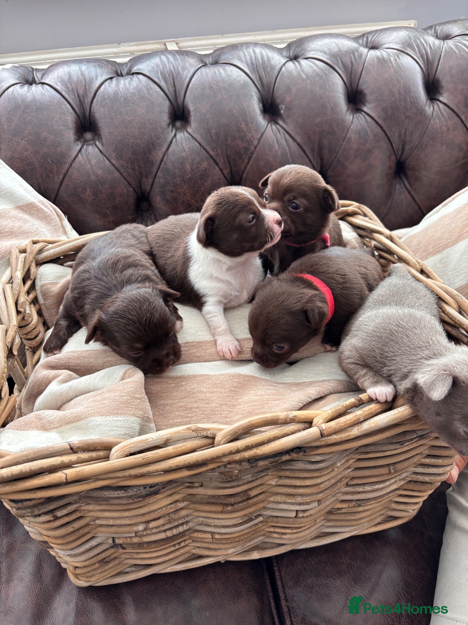 Chihuahua dogs Pure bred apple head chihuahuas , !! 💕 - Advert 1