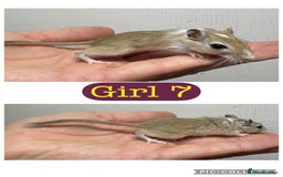 Gerbil rodents for sale: Beautiful friendly baby gerbils  - Image 16