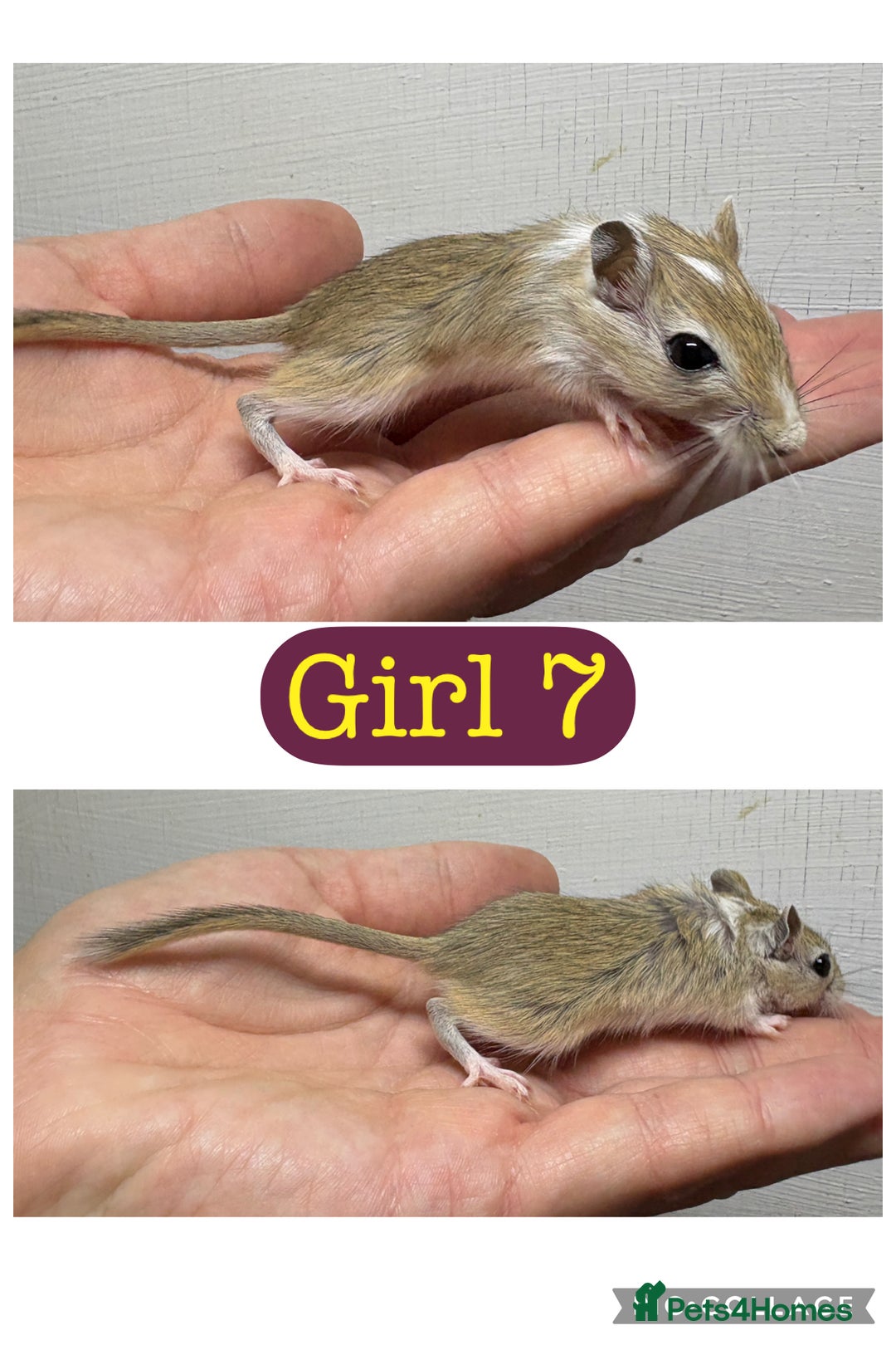 Gerbil rodents for sale: Beautiful friendly baby gerbils  - Image 16