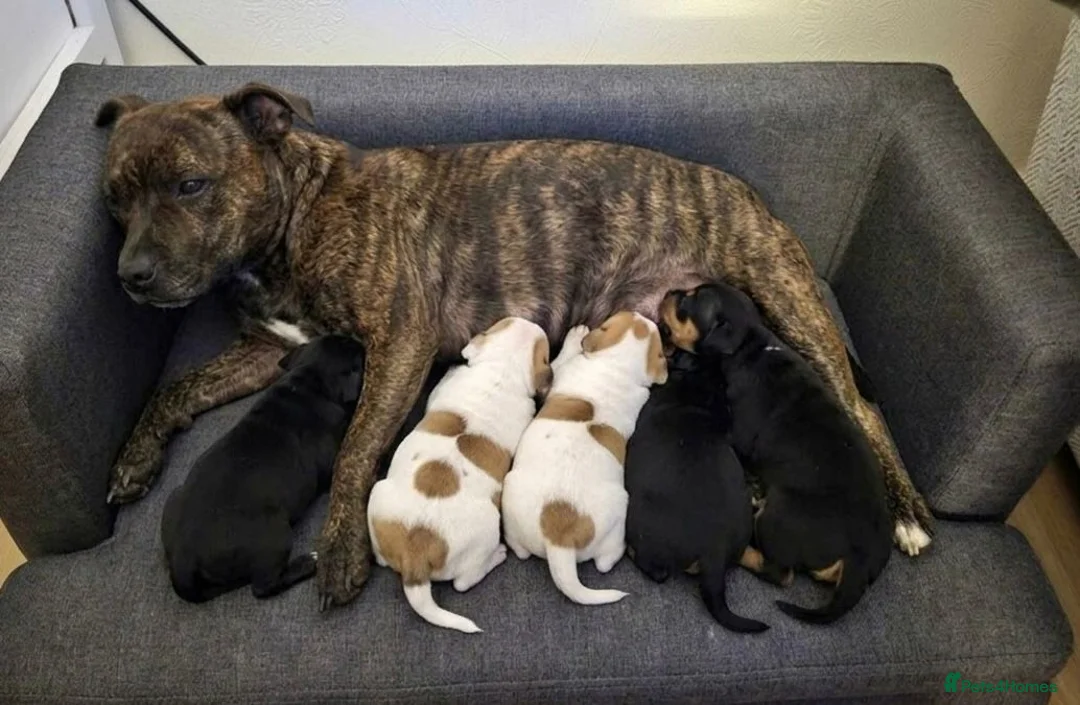 Staffordshire Bull Terrier dogs for sale: Staffordshire Puppies  - Advert 8