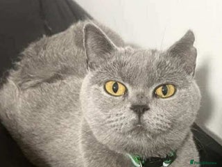British Shorthair cats Blue BSH Girls for looking for a loving home - Advert 1