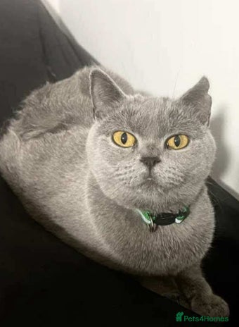 British Shorthair cats Blue BSH Girls for looking for a loving home - Advert 1