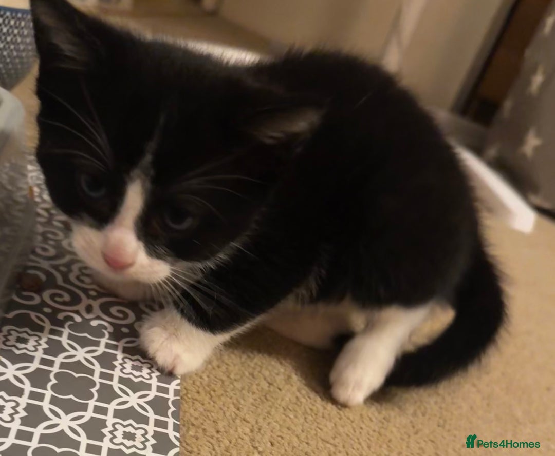 Domestic Shorthair cats for sale: 3 gorgeous Black and White boys - Image 13