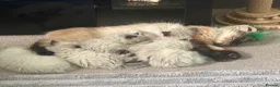 Ragdoll cats for sale: Ragdoll kittens  - Advert 4