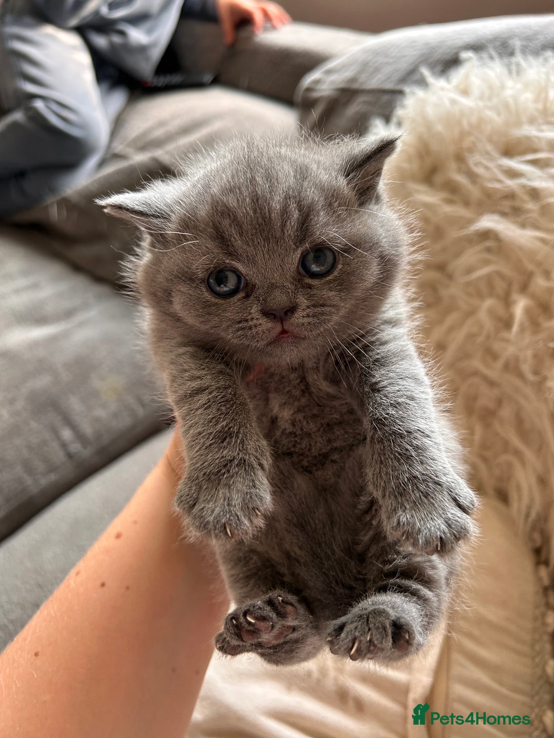 British Shorthair cats for sale: British Shorthair Kittens - Image 6