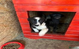 Mixed Breed dogs for adoption: Meet Monica, currently residing in Cheshire  - Image 8