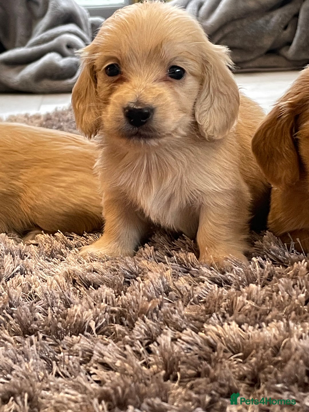 Miniature Dachshund dogs for sale: Miniature Dash hound long haired English  cream - Advert 8