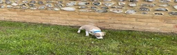 Italian Greyhound dogs for sale: Royal kennel club registered  - Advert 14