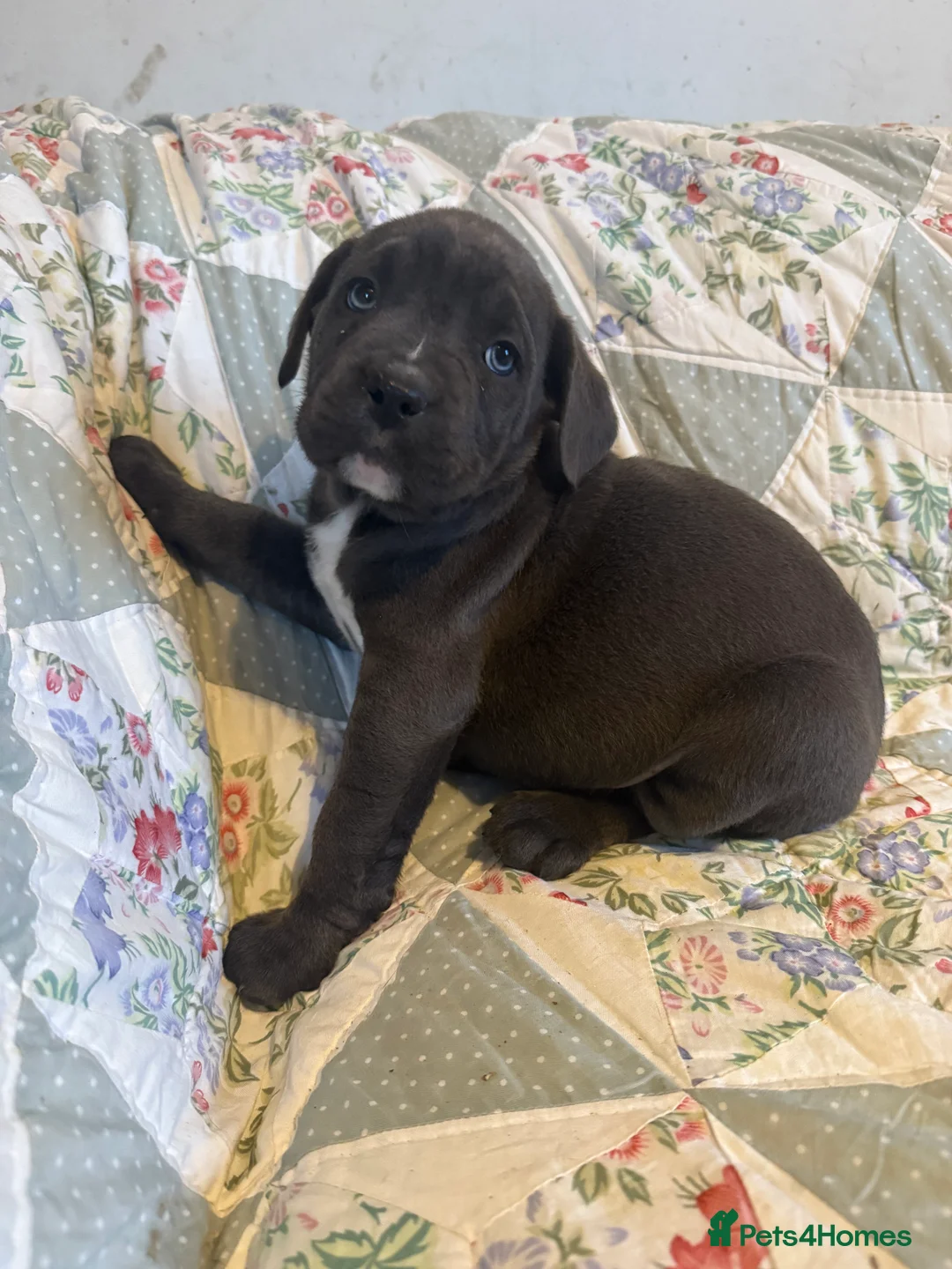 Mixed Breed dogs for sale: Cane Corso  ** tiff - Advert 10