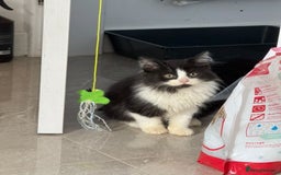 British Shorthair cats for sale: British short hair mixed kittens  - Image 1