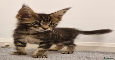 Maine Coon cats - Advert 16