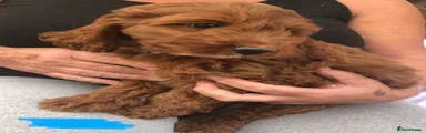 Cockapoo 4