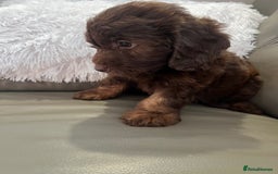 Cockapoo dogs for sale: F1 toy Cockapoo puppies  - Image 6