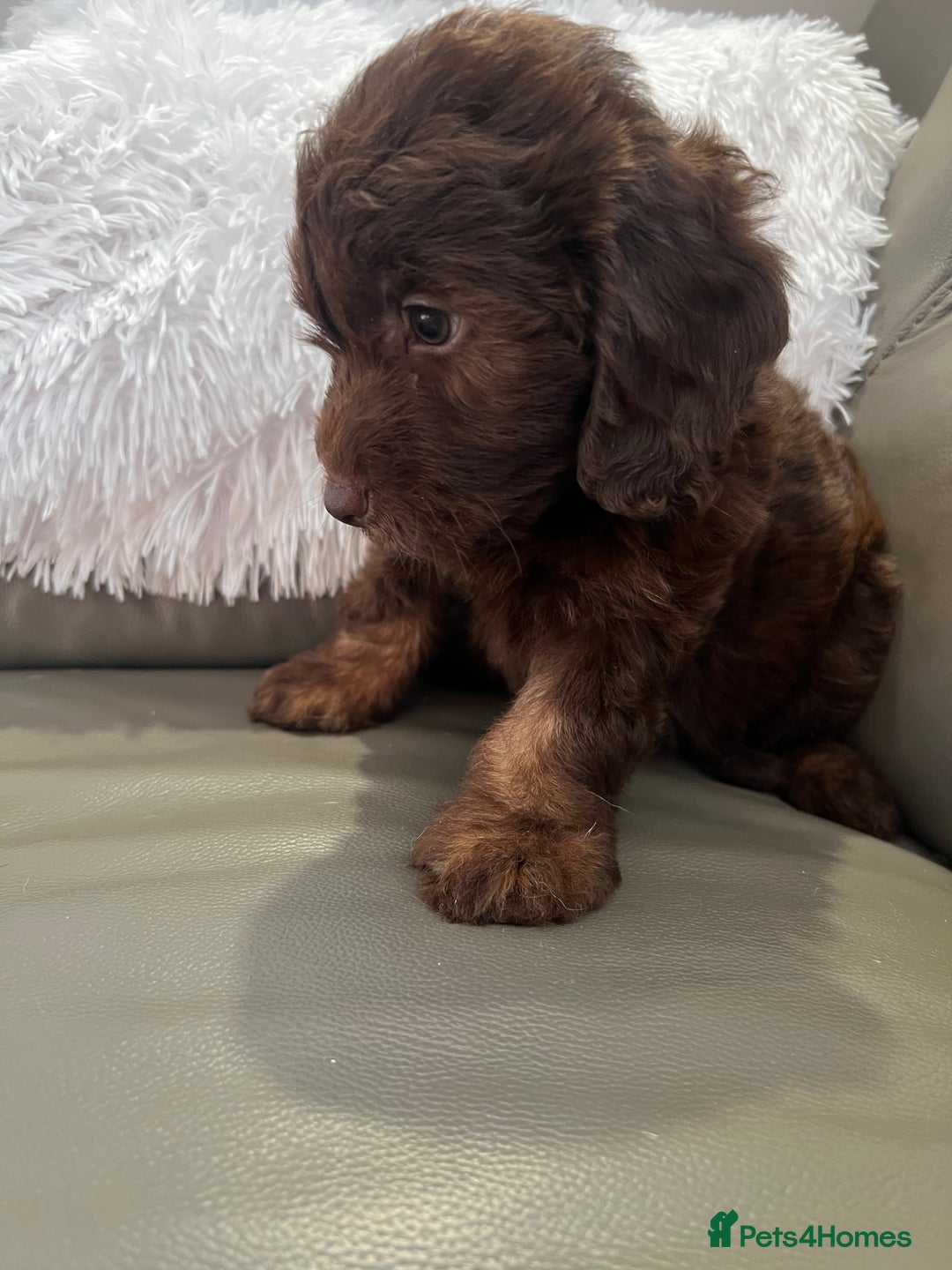 Cockapoo dogs for sale: F1 toy Cockapoo puppies  - Image 6