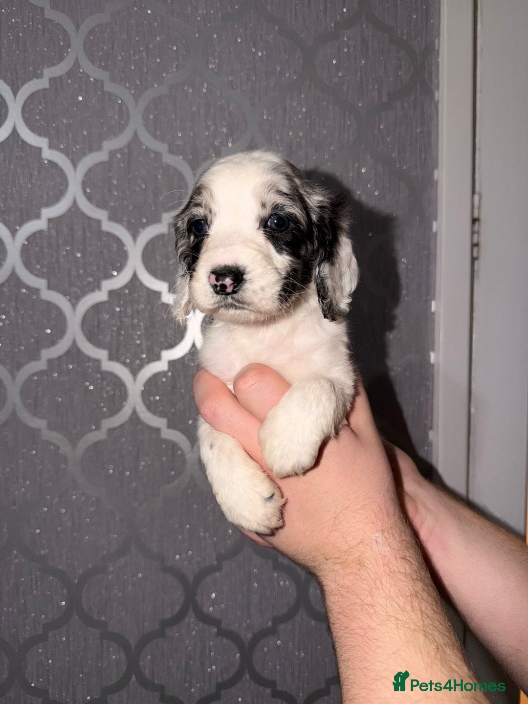 Cocker Spaniel dogs for sale: Cocker spaniel pups   - Advert 1