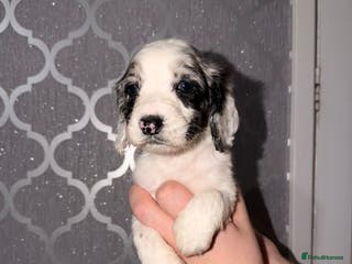 Cocker Spaniel dogs Cocker spaniel pups - Advert 2