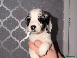 Cocker Spaniel dogs Cocker spaniel pups - Advert 3