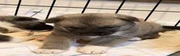 Akita dogs for sale: American Akita Puppies - Advert 28