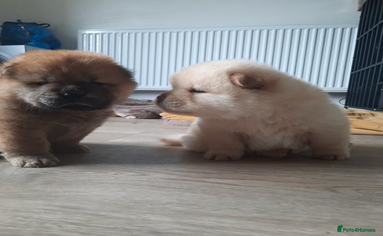 Chow Chow dogs - Advert 2