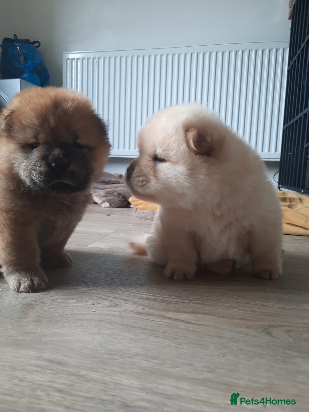 Chow Chow dogs for sale: Chow chow puppies for sale - Image 1