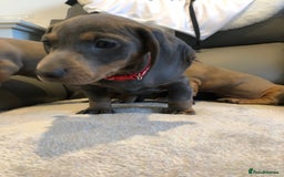 Miniature Dachshund dogs for sale: Miniature dachshunds for sale - Image 5