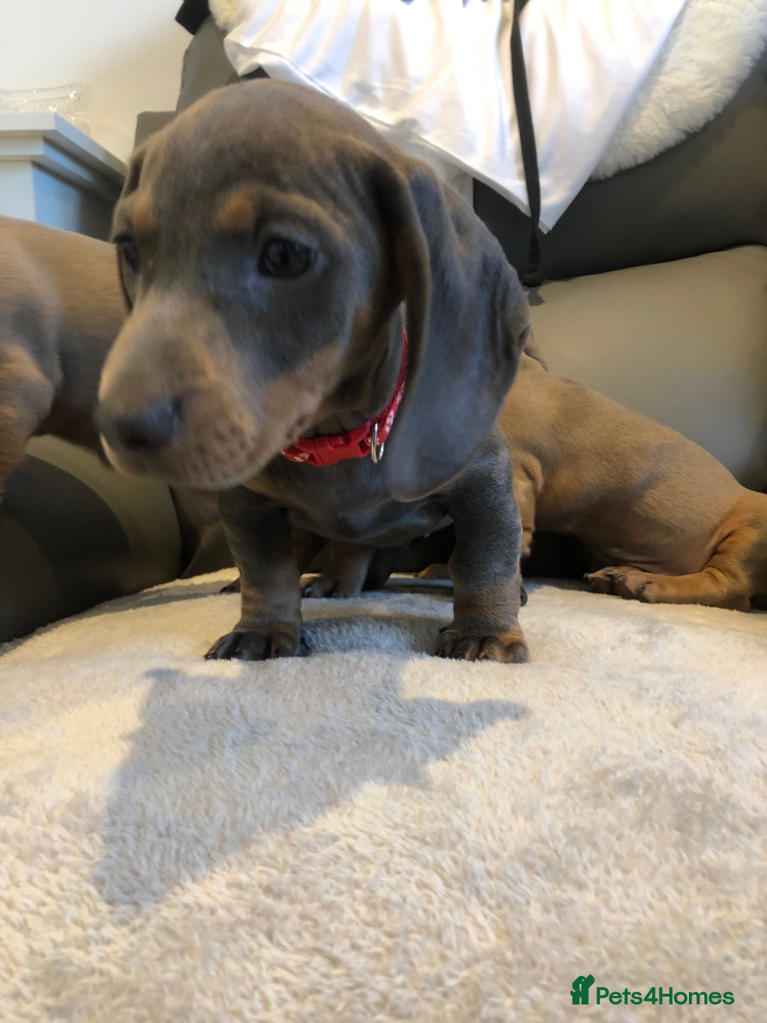 Miniature Dachshund dogs for sale: Miniature dachshunds for sale - Image 5