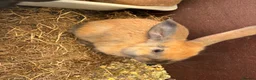 Continental Giant rabbits for sale: 3 left 1 boy and 2 girls all ginger  - Advert 3