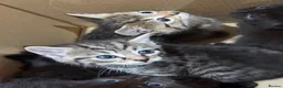 British Longhair cats for sale: Beautiful litter of kittens  - Advert 2