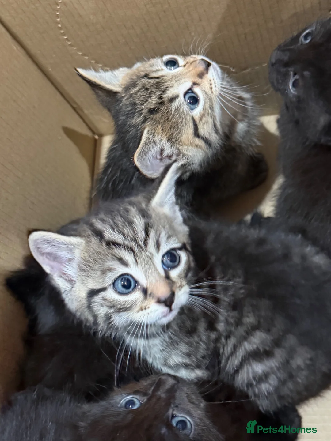 British Longhair cats for sale: Beautiful litter of kittens  - Advert 2
