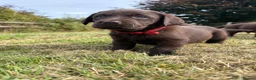 Labrador Retriever dogs for sale: 2 girls available Extenively health Tested READY - Advert 20