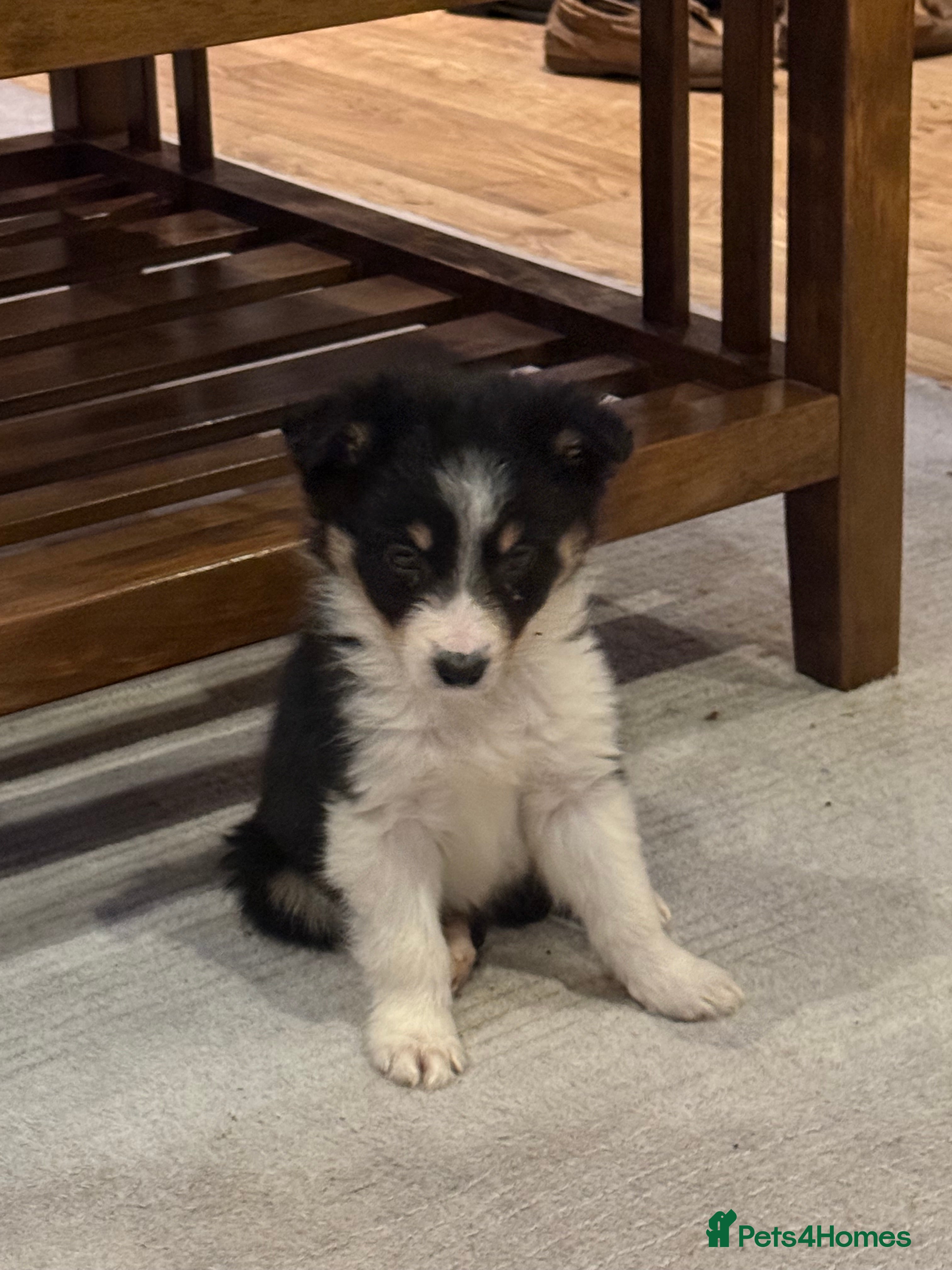 Border Collie dogs 🌟Beautiful Border Collies🌟 - Advert 5