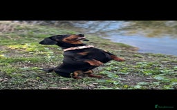 Dachshund dogs for sale: 2 dachshund sisters black & tan kc registered - Image 1