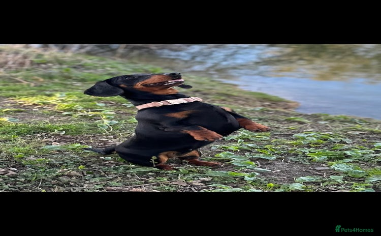 Dachshund dogs - Advert 5