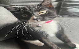 British Shorthair cats for sale: two girl kittens  - Image 4