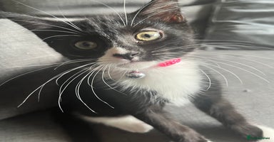 British Shorthair cats two girl kittens  - Advert 1