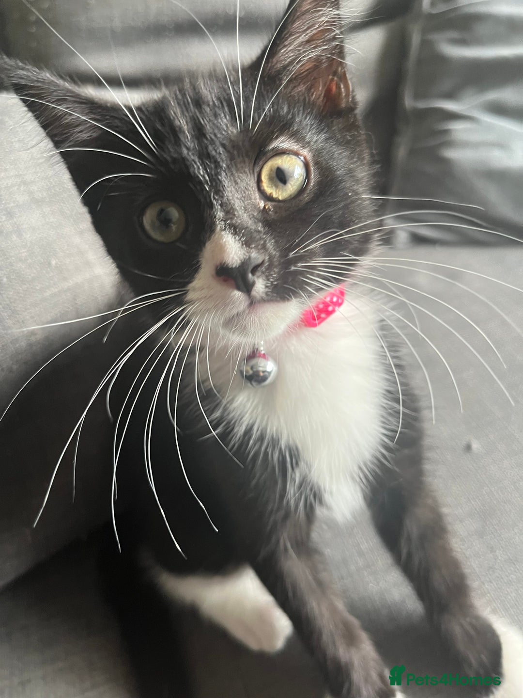 British Shorthair cats for sale: two girl kittens  - Image 4