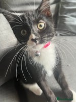 British Shorthair cats two girl kittens - Advert 1