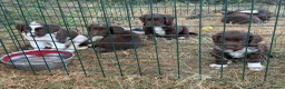 English Springer Spaniel dogs for sale: Springer Spaniel Puppies  - Advert 4