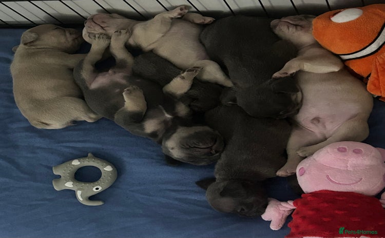 French Bulldog dogs - Advert 15