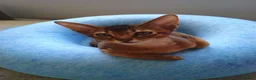 Abyssinian cats for sale: Two stunning Abyssinian male kittens ready now - Advert 6