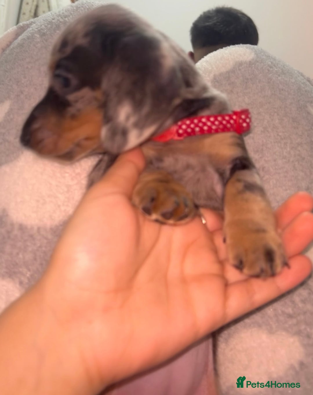 Dachshund dogs for sale: 🐾 Purebred Dachshund Puppies for Sale! 🐾 - Advert 6