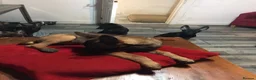 Belgian Shepherd Dog dogs for sale: Belgian Malinois Puppies - Advert 2