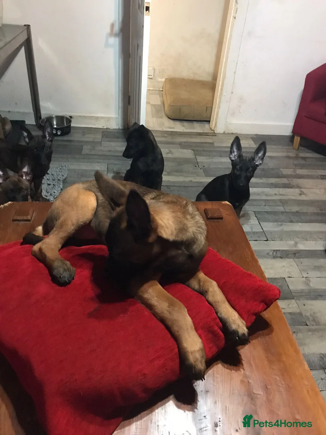 Belgian Shepherd Dog dogs for sale: Belgian Malinois Puppies - Advert 2