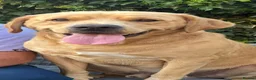 Labrador Retriever dogs for sale: LABRADOR PUPIES in Haddington - Advert 8
