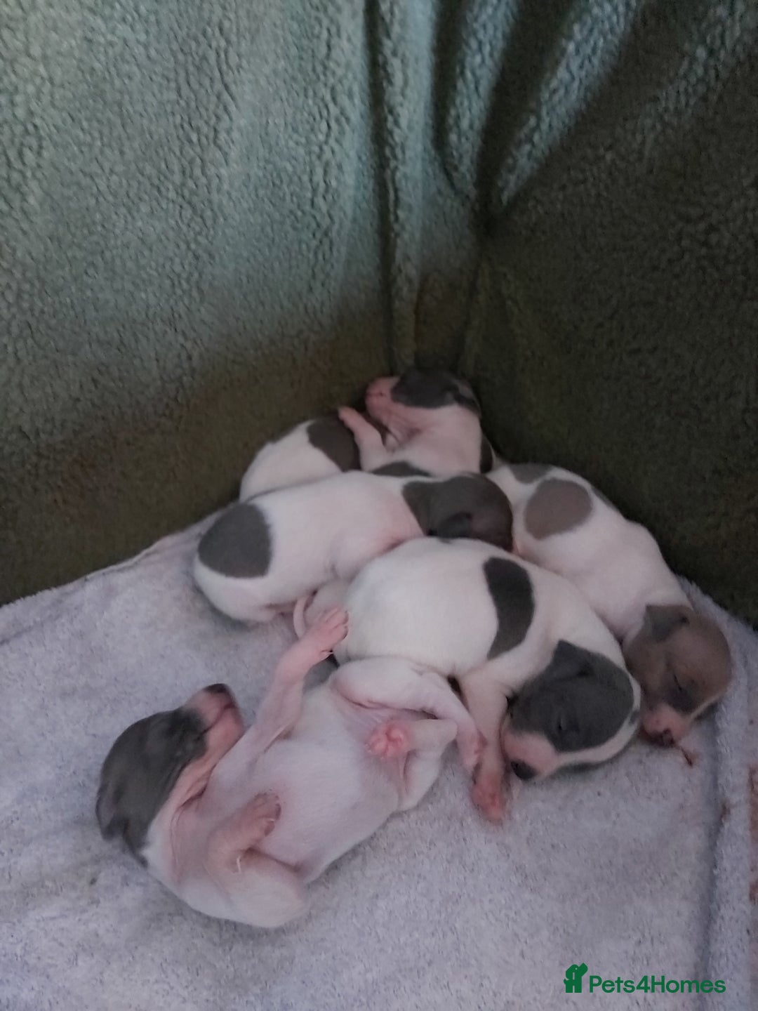 Italian Greyhound dogs for sale: READY TO GO IN 5 DAYS  - Advert 13