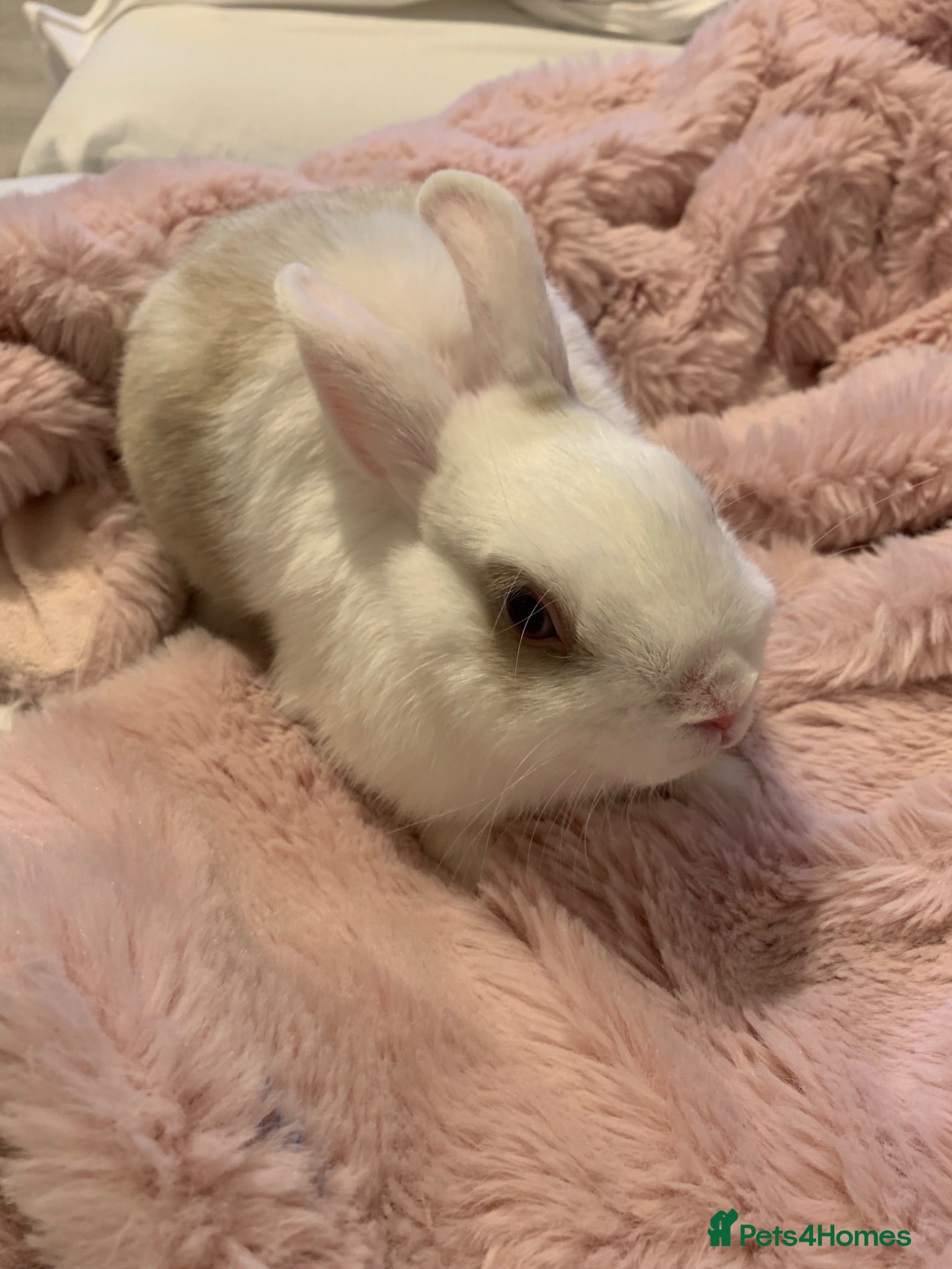 Rex rabbits Blue eyed white/beige rabbit - Advert 1