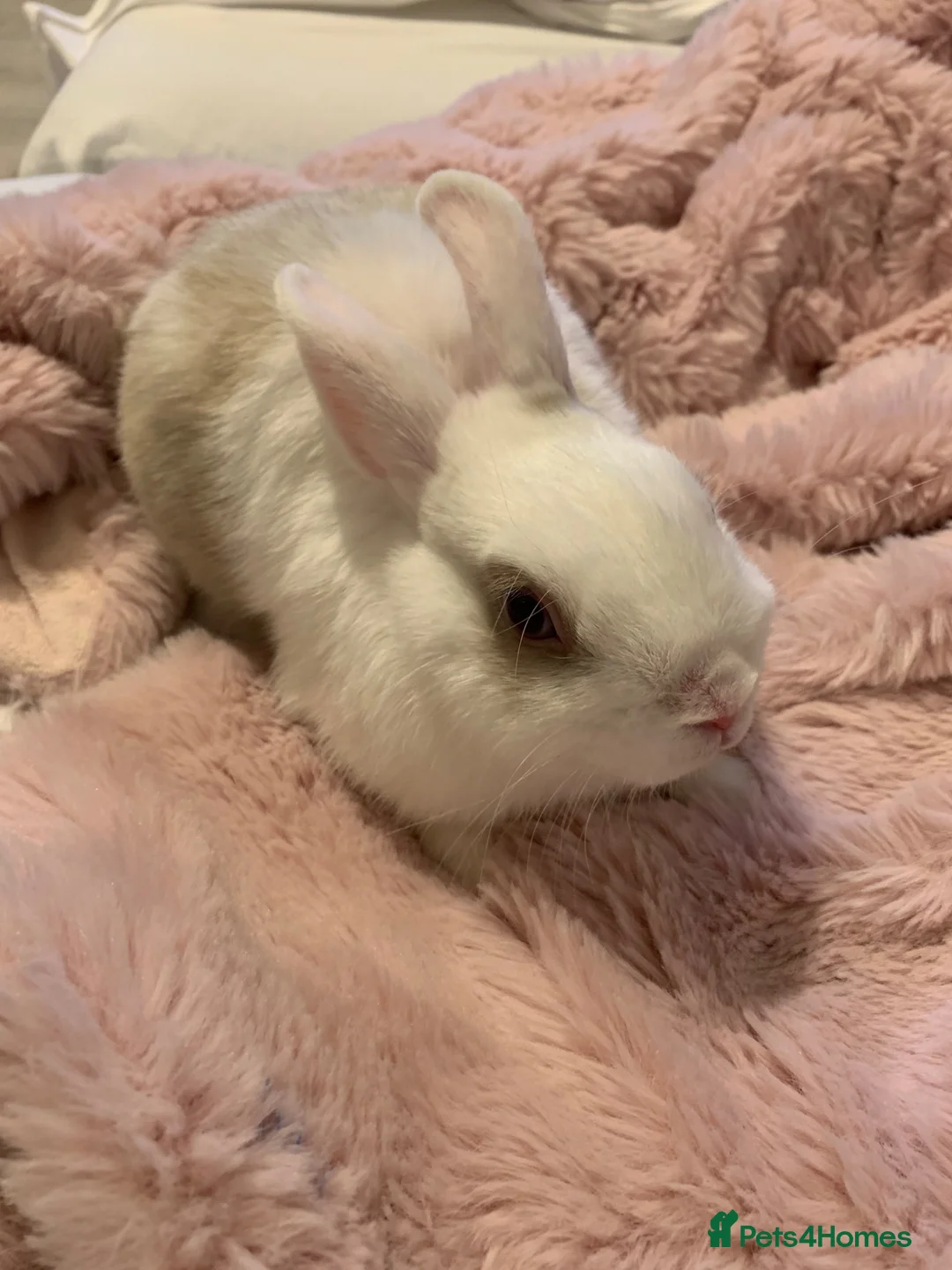 Rex rabbits for sale: Blue eyed white/beige rabbit - Advert 1