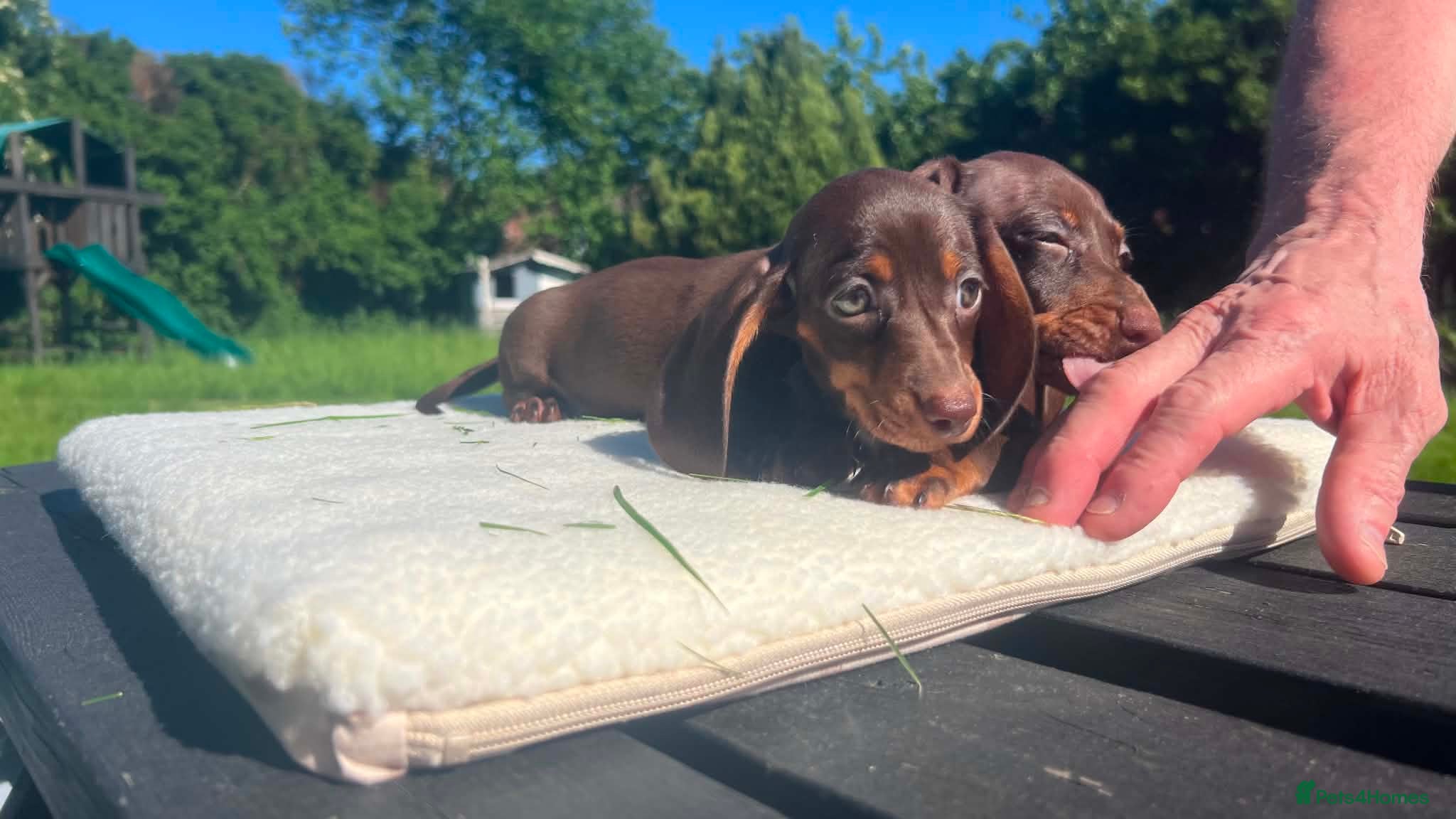 Miniature Dachshund dogs ✨️super Mini Dachshund Puppies Dapple & Chocolate - Advert 12