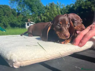 Miniature Dachshund dogs ✨️super Mini Dachshund Puppies Dapple & Chocolate - Advert 12